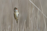 Image. Great Reed Warbler