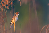Image. Great Reed Warbler