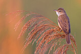 Image. Great Reed Warbler