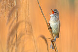 Image. Great Reed Warbler