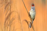 Image. Great Reed Warbler