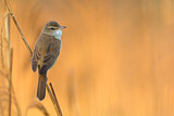 Image. Great Reed Warbler