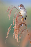 Image. Great Reed Warbler