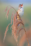 Image. Great Reed Warbler
