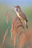 Image. Great Reed Warbler