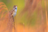 Image. Great Reed Warbler