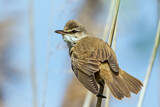 Image. Great Reed Warbler
