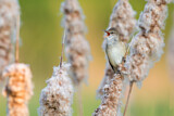 Image. Great Reed Warbler
