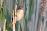 Image. Great Reed Warbler