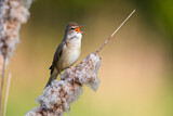 Image. Great Reed Warbler