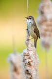 Image. Great Reed Warbler