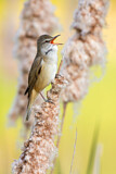 Image. Great Reed Warbler