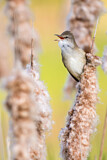Image. Great Reed Warbler