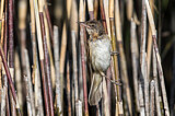Image. Great Reed Warbler