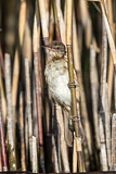 Image. Great Reed Warbler