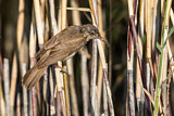 Image. Great Reed Warbler