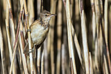 Image. Great Reed Warbler