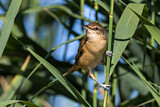 Image. Great Reed Warbler