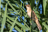 Image. Great Reed Warbler