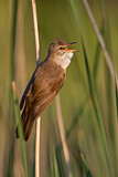 Image. Great Reed Warbler
