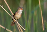 Image. Great Reed Warbler