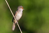 Image. Great Reed Warbler
