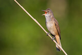 Image. Great Reed Warbler