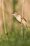 Image. Great Reed Warbler
