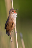 Image. Great Reed Warbler