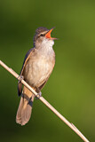 Image. Great Reed Warbler
