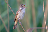 Image. Great Reed Warbler