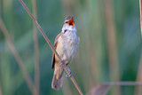 Image. Great Reed Warbler