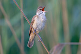Image. Great Reed Warbler