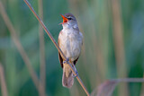 Image. Great Reed Warbler