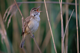 Image. Great Reed Warbler