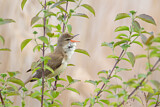 Image. Great Reed Warbler