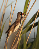 Image. Great Reed Warbler