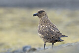 Image. Great Skua