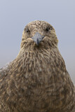 Image. Great Skua