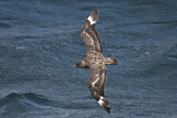 Image. Great Skua
