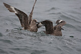 Image. Great Skua