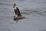 Image. Great Skua