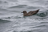 Image. Great Skua