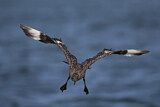 Image. Great Skua