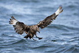 Image. Great Skua