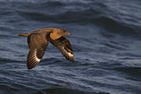 Image. Great Skua