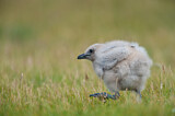 Image. Great Skua