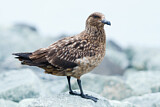 Image. Great Skua