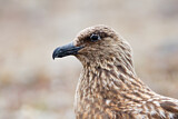 Image. Great Skua