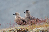 Image. Great Skua